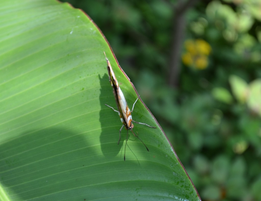 Foto: Terrariun, Jardin De Mariposas, - La Garita (Alajuela), Costa Rica