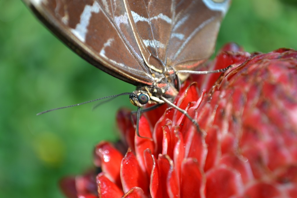 Foto: Terrariun, Jardin De Mariposas, - La Garita (Alajuela), Costa Rica