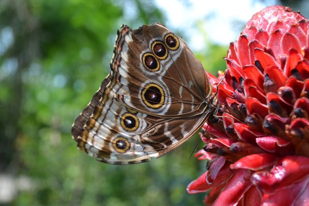 Foto: Terrariun, Jardin De Mariposas, - La Garita (Alajuela), Costa Rica