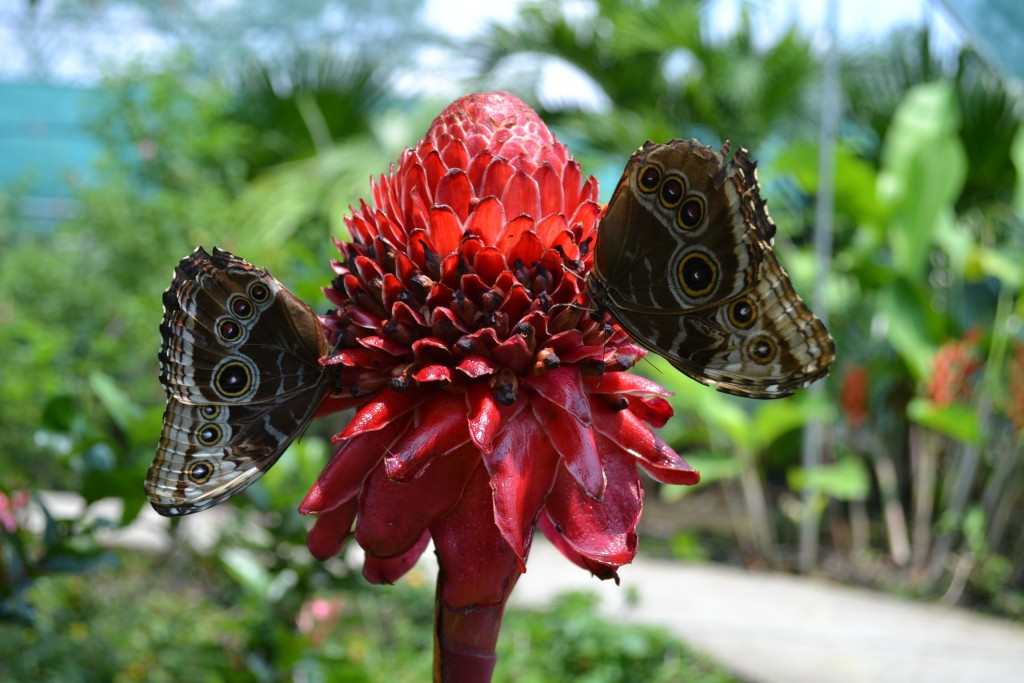 Foto: Terrariun, Jardin De Mariposas, - La Garita (Alajuela), Costa Rica