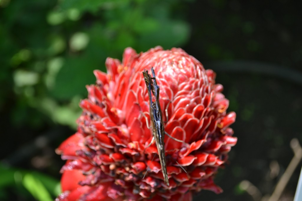 Foto: Terrariun, Jardin De Mariposas, - La Garita (Alajuela), Costa Rica