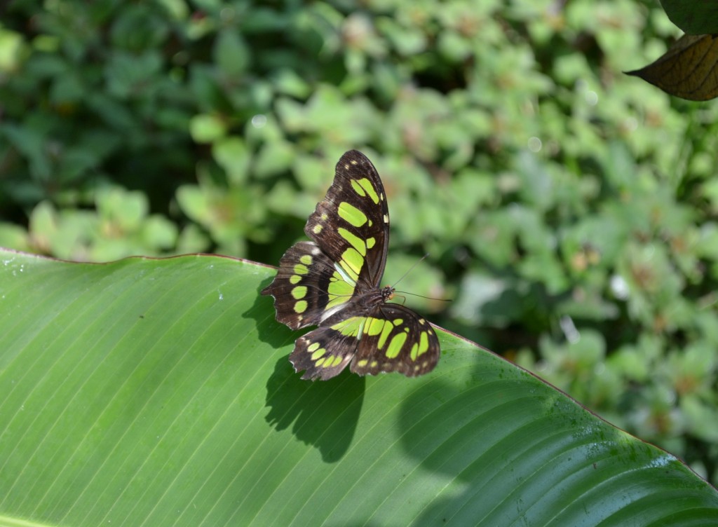 Foto: Terrariun, Jardin De Mariposas, - La Garita (Alajuela), Costa Rica