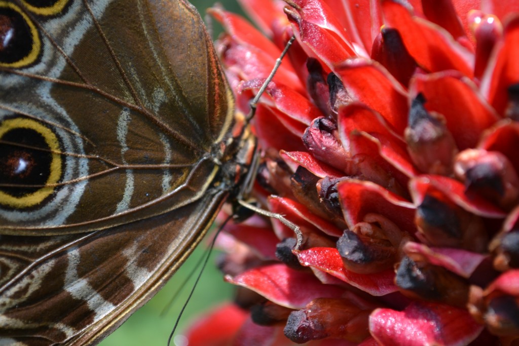 Foto: Terrariun, Jardin De Mariposas, - La Garita (Alajuela), Costa Rica