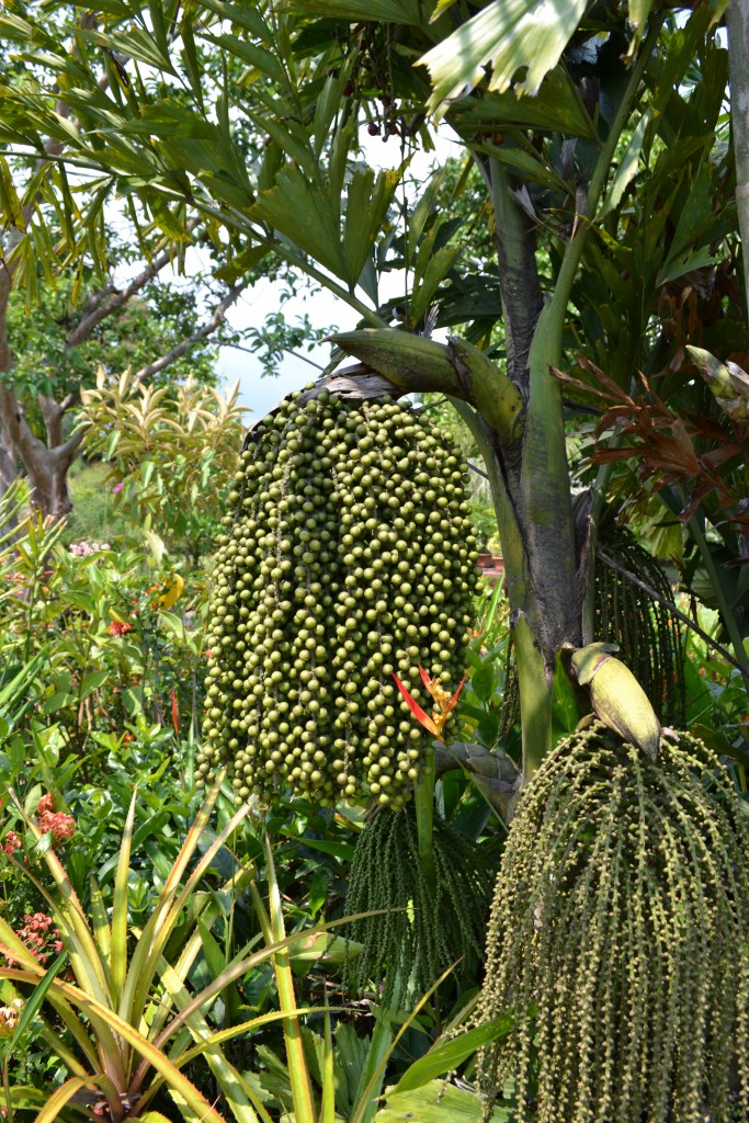 Foto: Terrariun, Jardin De Mariposas - La Garita (Alajuela), Costa Rica