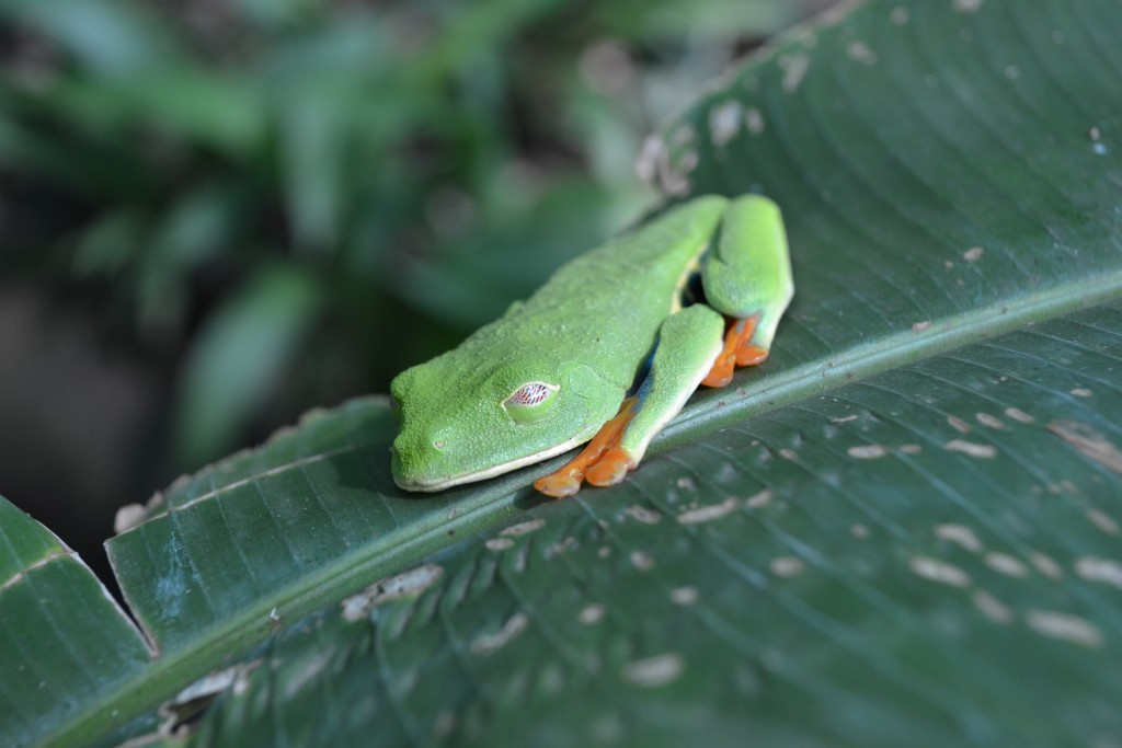 Foto: Terrariun Jardin De Mariposas - La Garita (Alajuela), Costa Rica