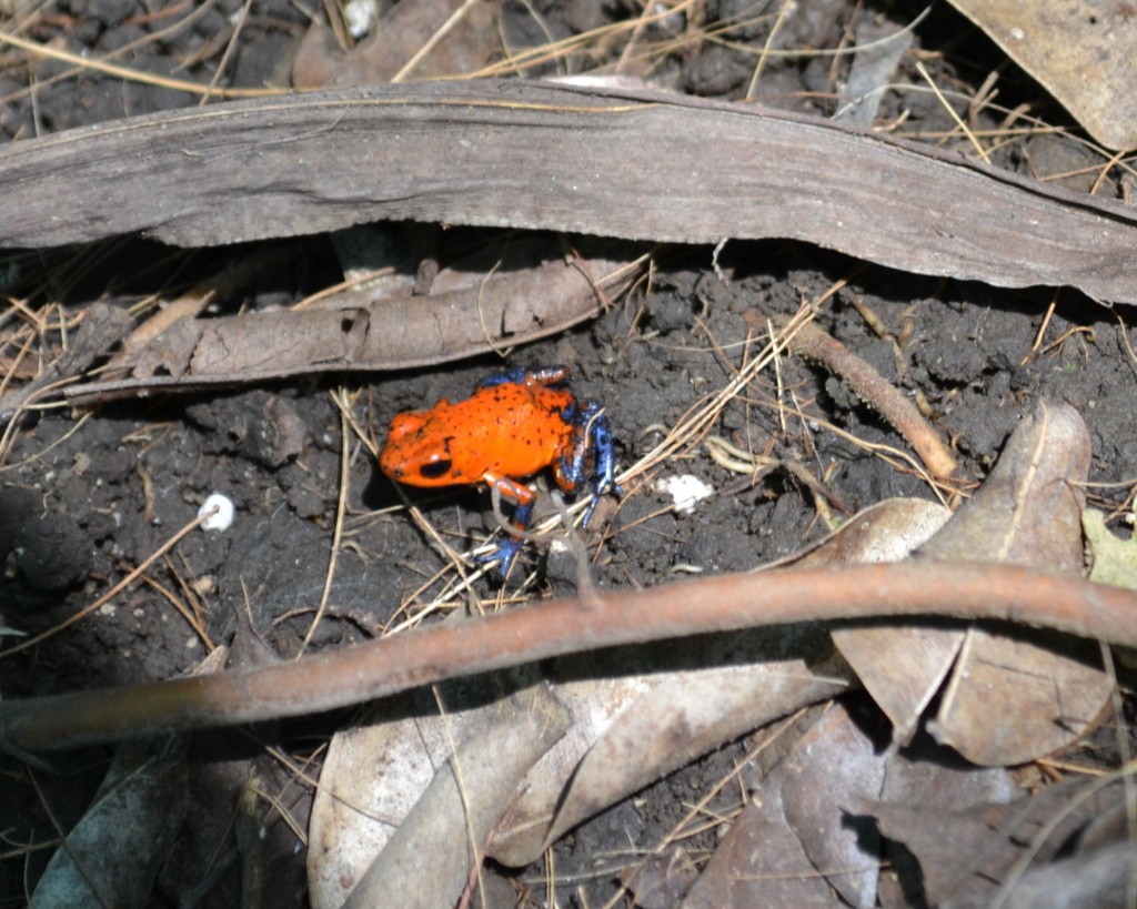 Foto: Terrariun Jardin De Mariposas - La Garita (Alajuela), Costa Rica