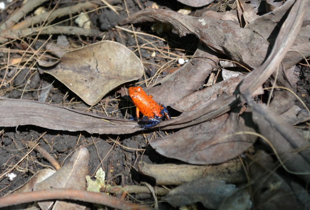 Foto: Terrariun Jardin De Mariposas - La Garita (Alajuela), Costa Rica