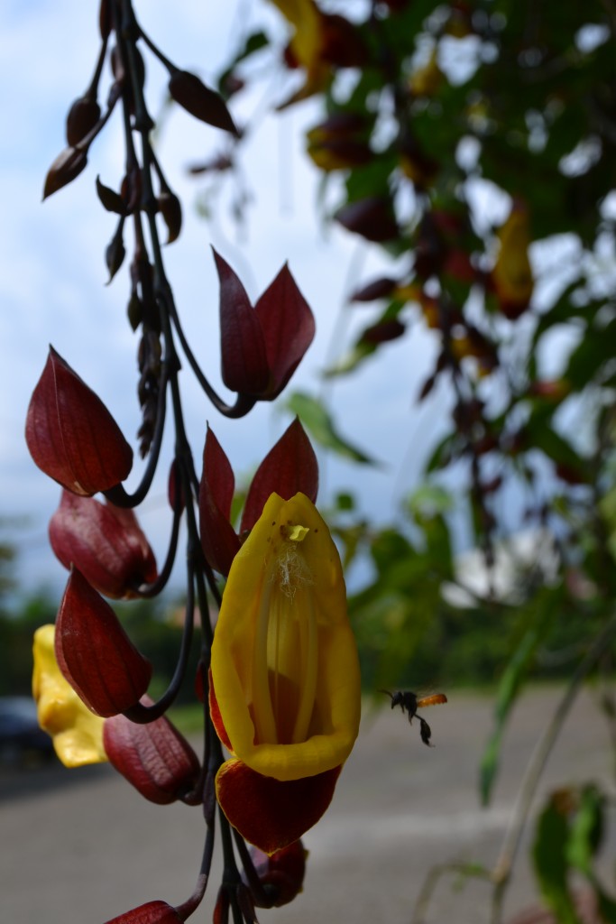 Foto: Terrariun, Jardin De Mariposas - La Garita (Alajuela), Costa Rica