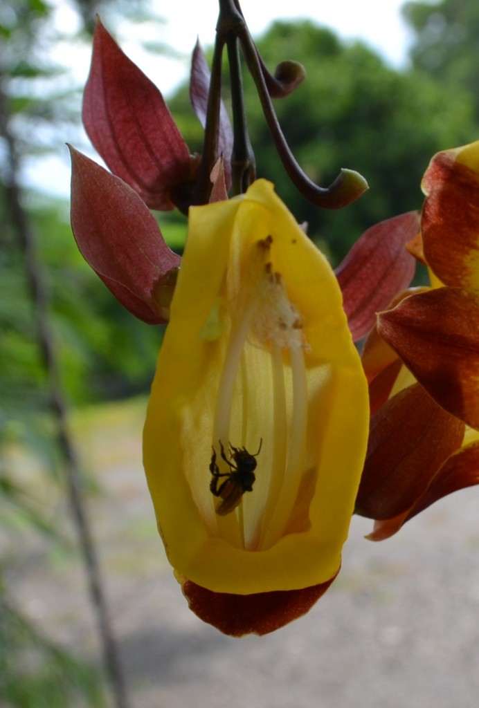 Foto: Terrariun, Jardin De Mariposas - La Garita (Alajuela), Costa Rica