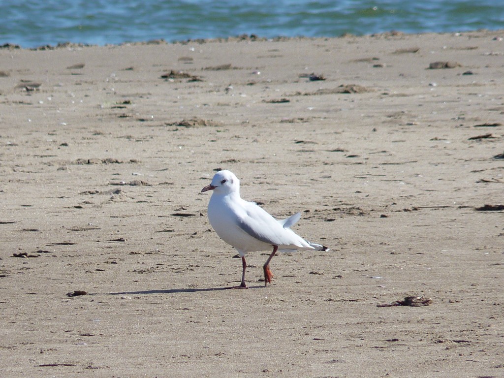 Foto: Balneario - Mar Chiquita (Buenos Aires), Argentina