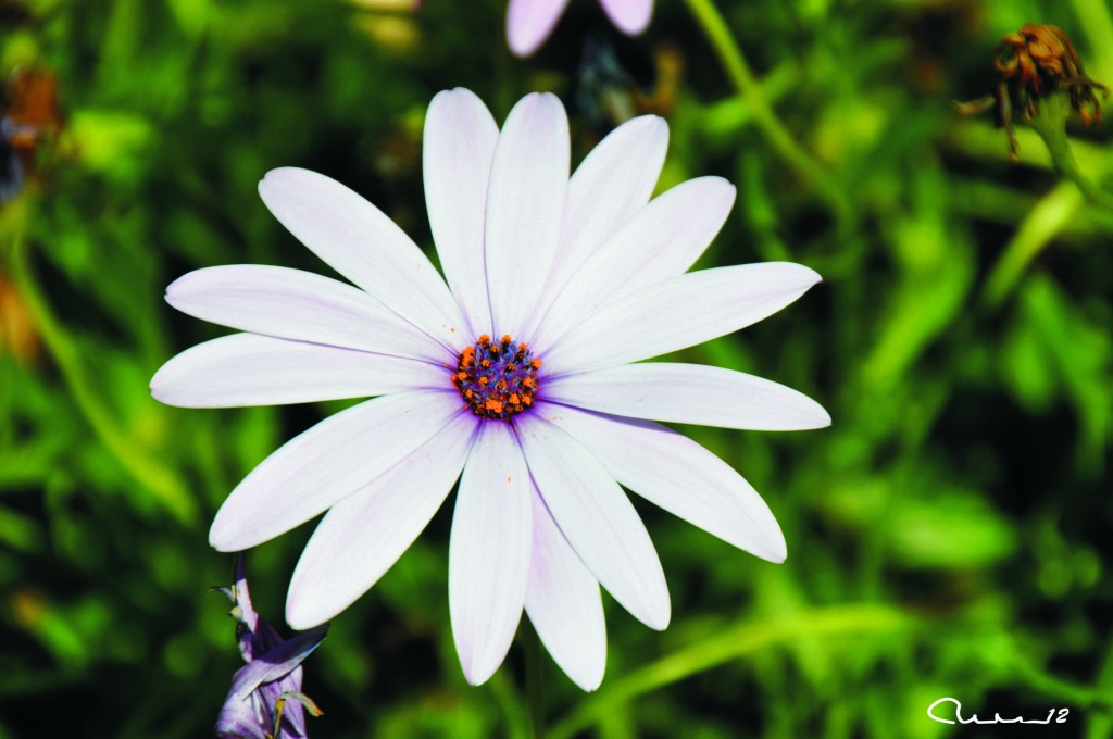 Foto: Flor - Valencia (València), España