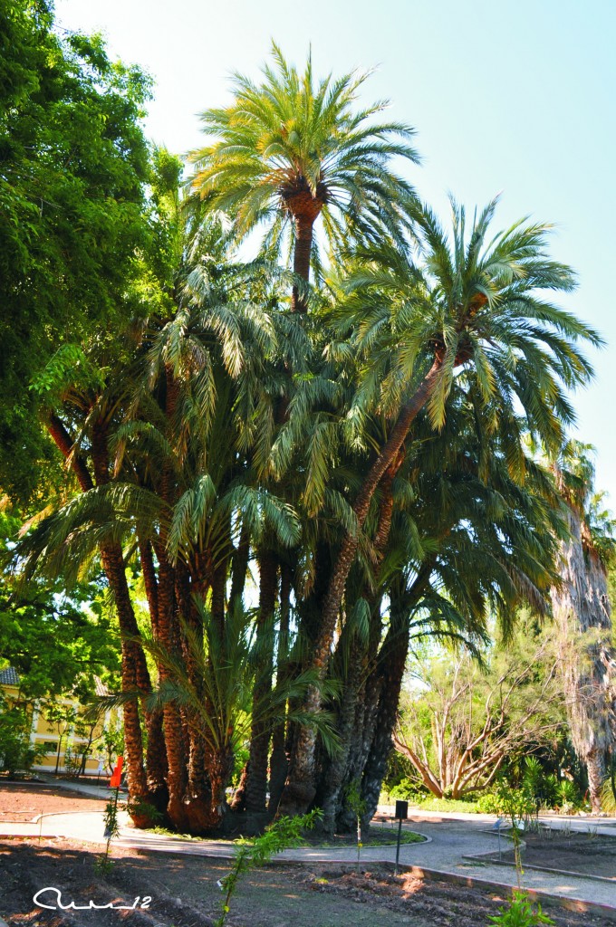 Foto: Palmeras - Valencia (València), España