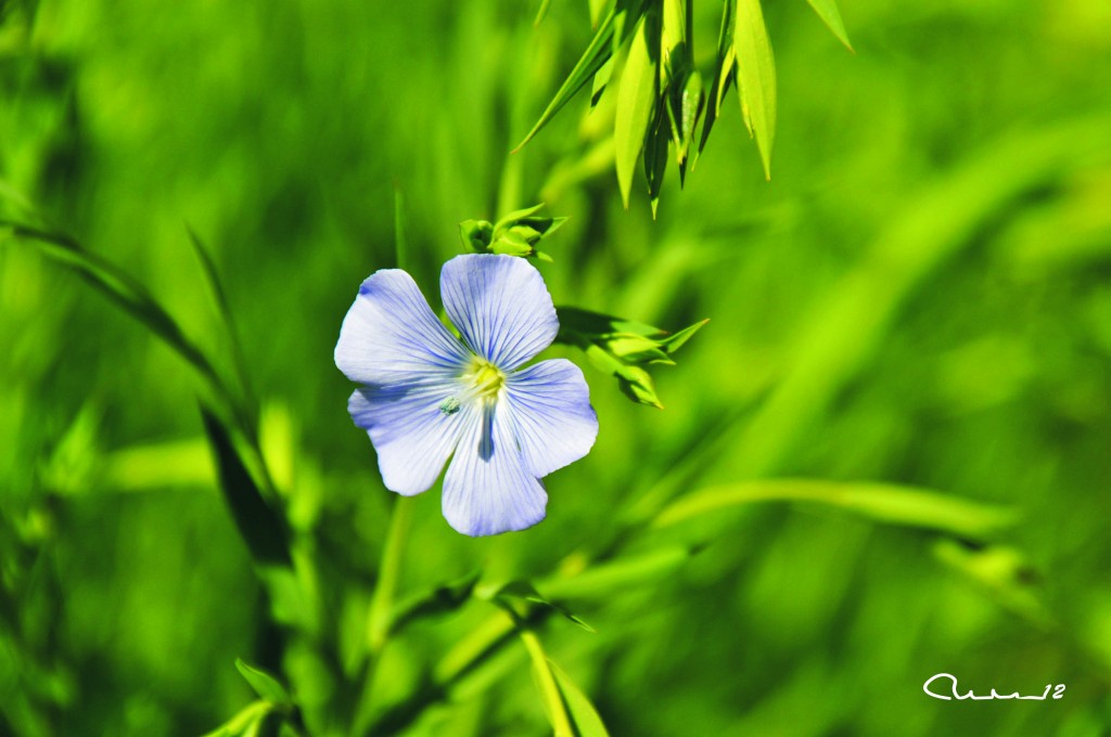 Foto: Flor - Valencia (València), España