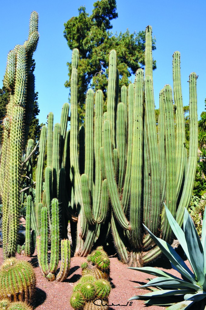 Foto: Cactus - Valencia (València), España