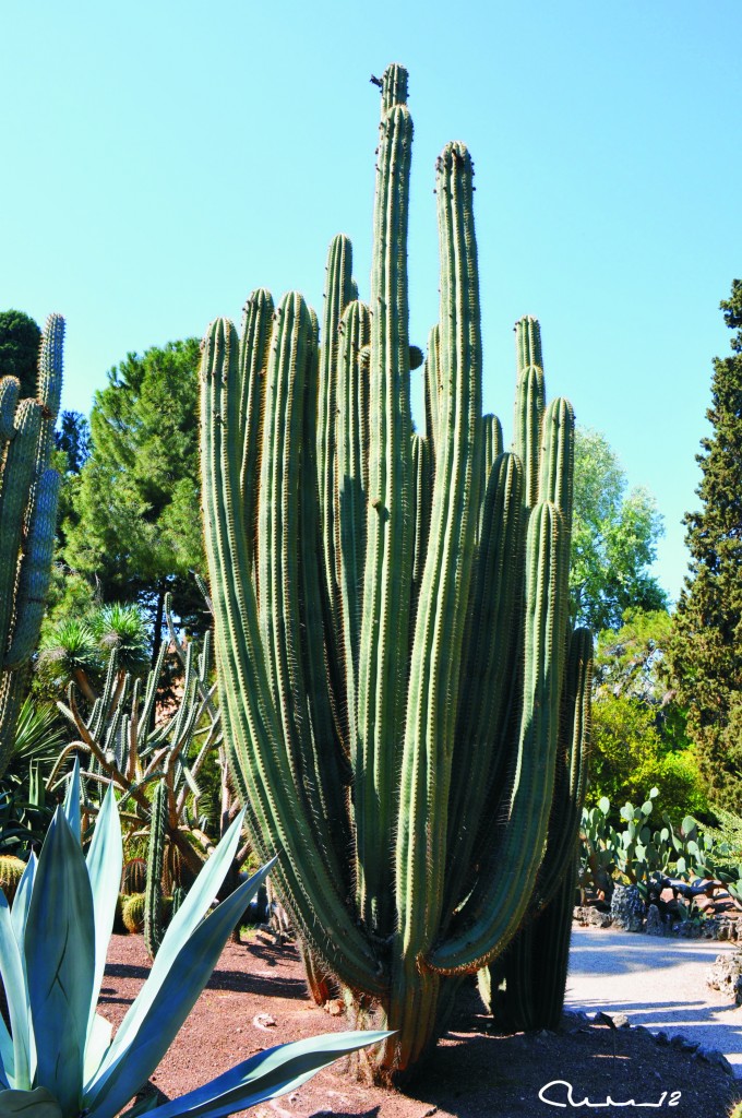 Foto: Cactus - Valencia (València), España