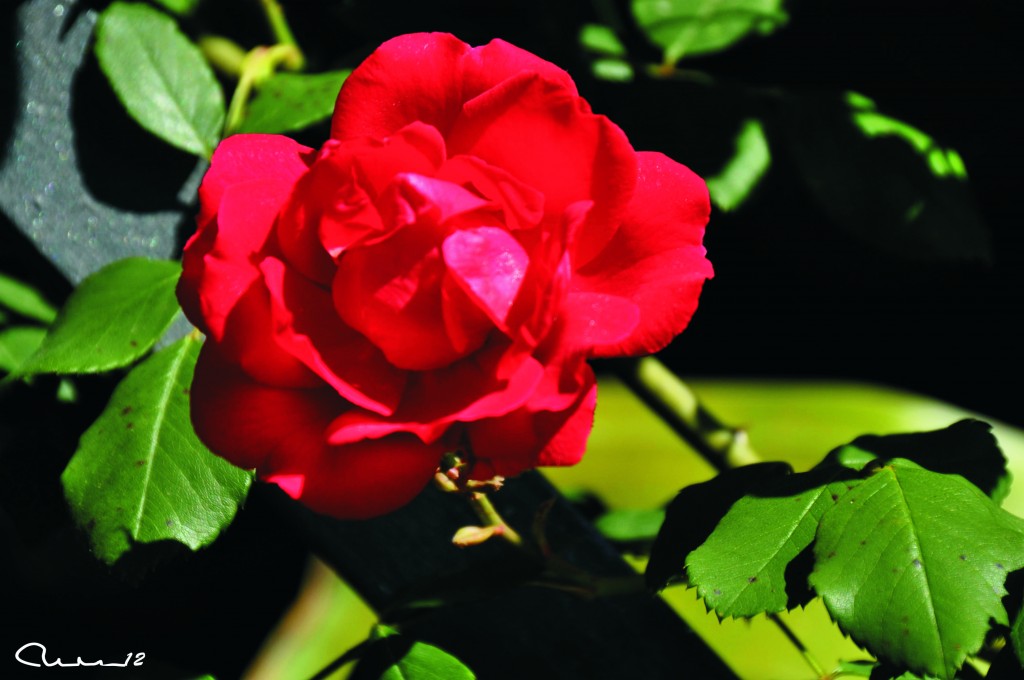 Foto: Flor - Valencia (València), España