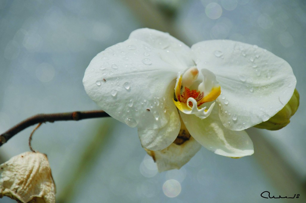 Foto: Orquidea - Valencia (València), España