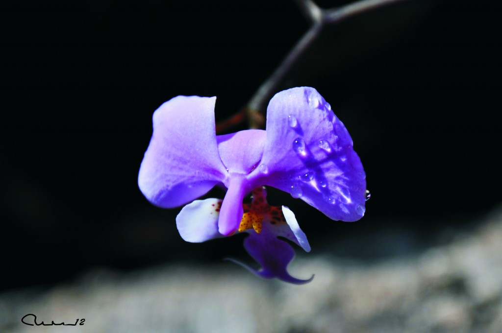 Foto: Orquidea - Valencia (València), España