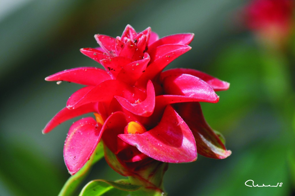 Foto: Flor - Valencia (València), España