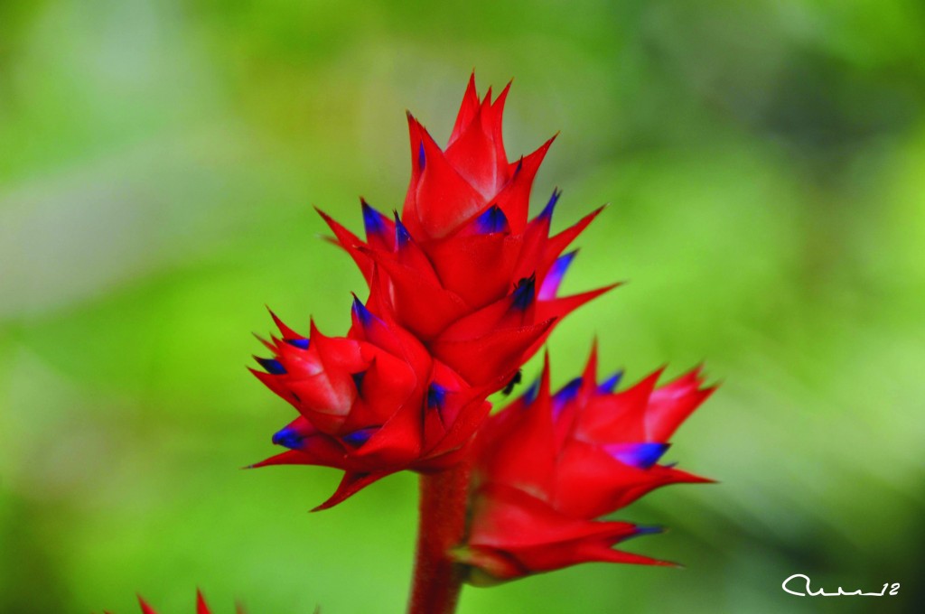 Foto: Flor - Valencia (València), España