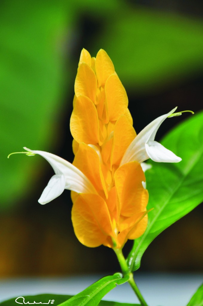 Foto: Flor - Valencia (València), España