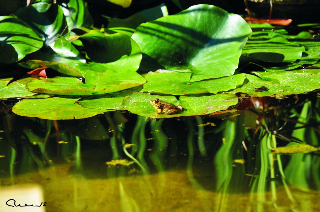 Foto: Nenufares con ranas - Valencia (València), España