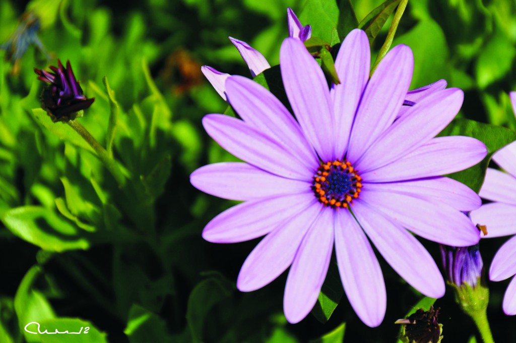 Foto: Flor - Valencia (València), España