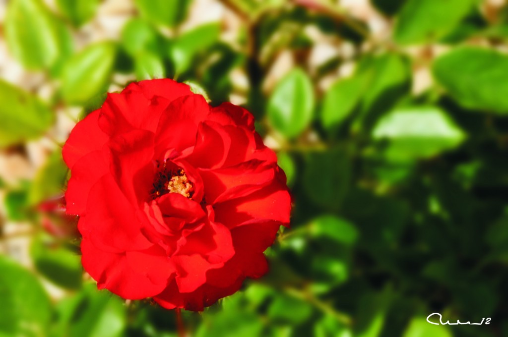 Foto: Rosa - Valencia (València), España