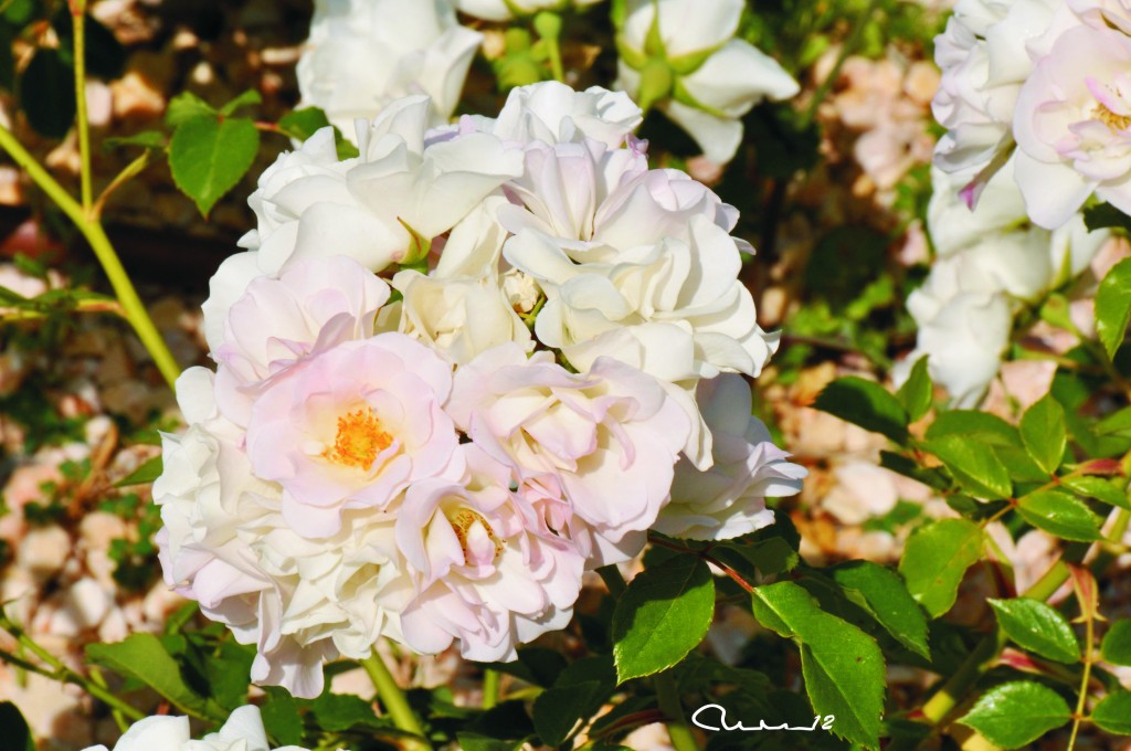 Foto: Rosas - Valencia (València), España