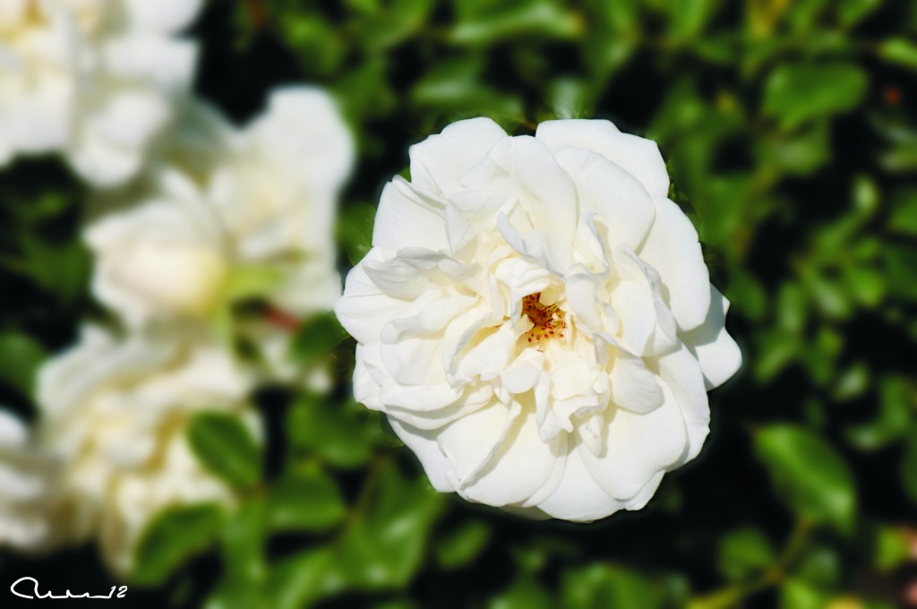 Foto: Rosa - Valencia (València), España