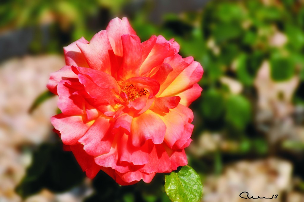 Foto: Rosa - Valencia (València), España