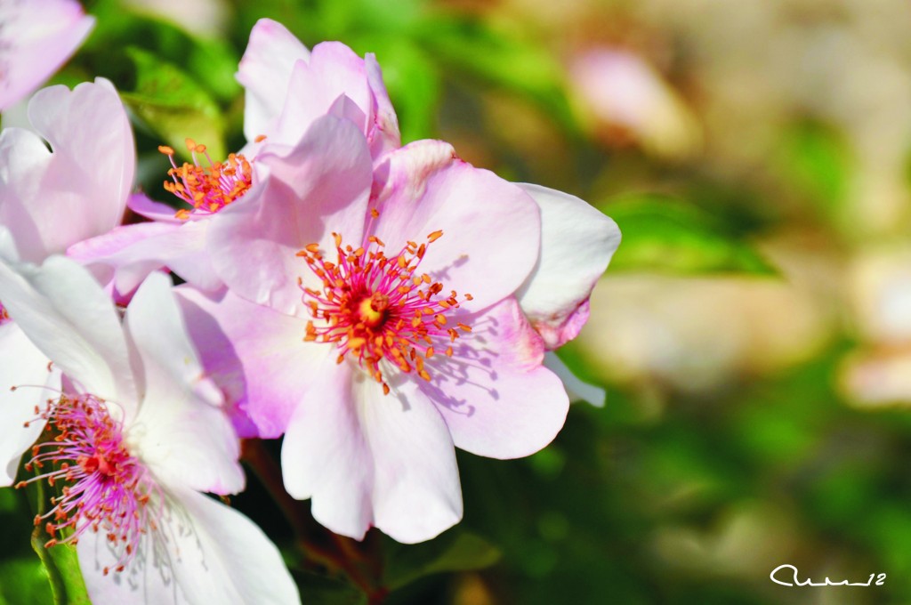 Foto: Flores - Valencia (València), España