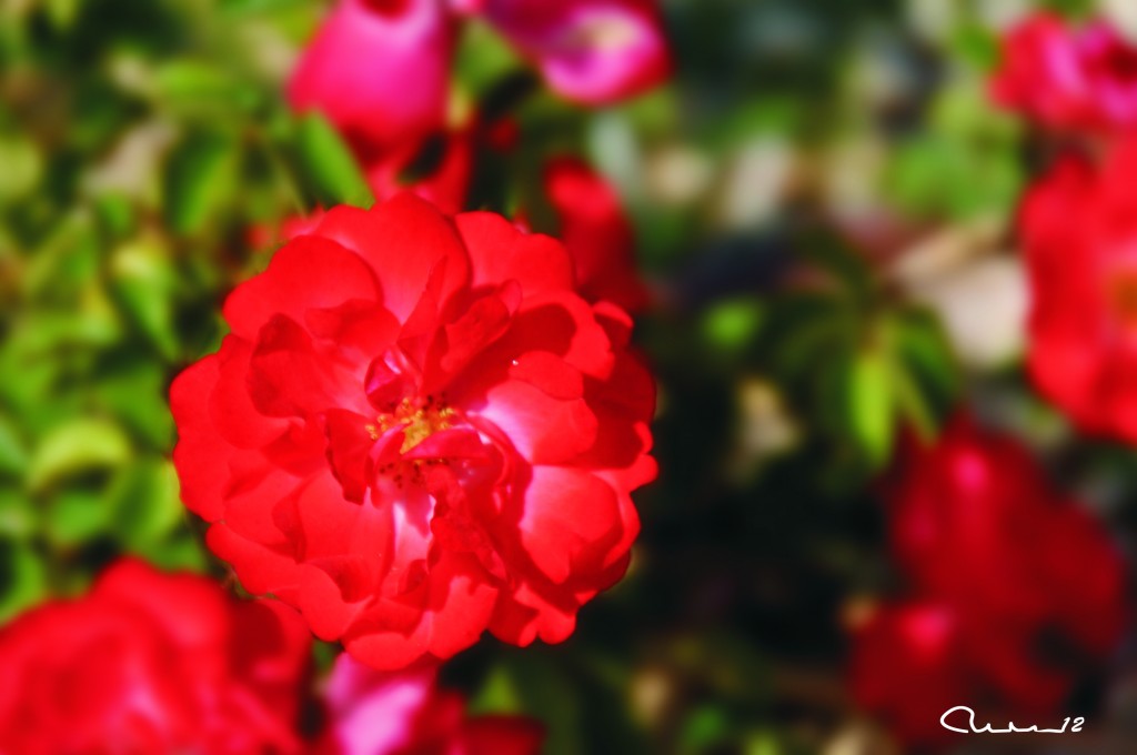 Foto: Flores - Valencia (València), España