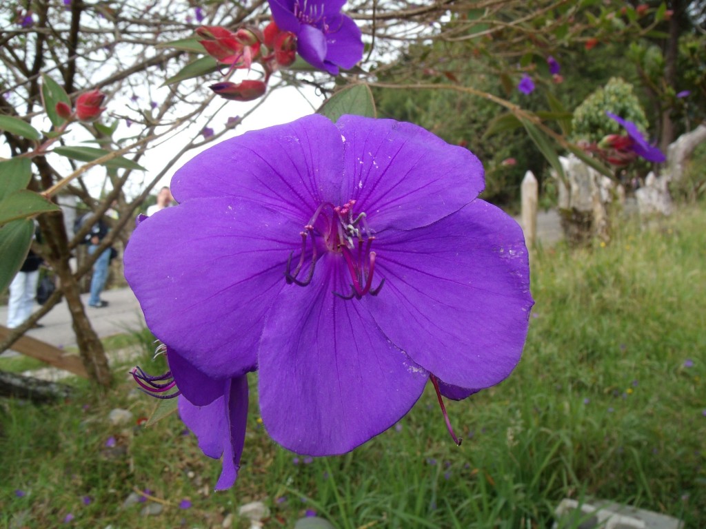 Foto: Flores en Sta elena - Santa Elena (Antioquia), Colombia