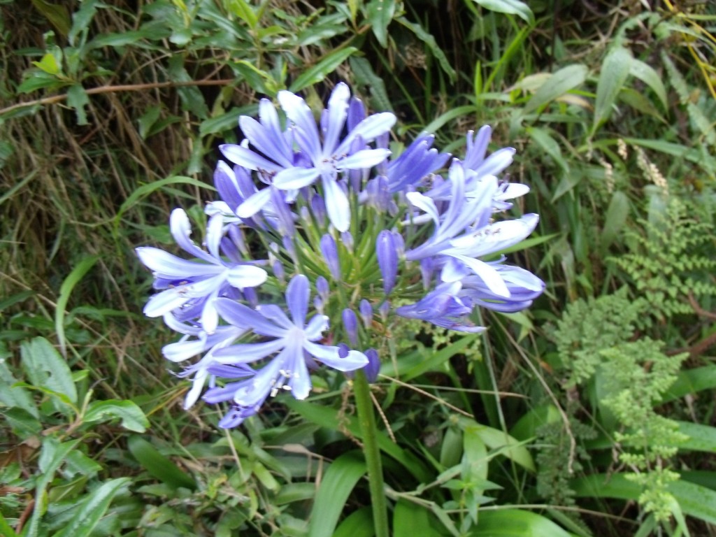 Foto: Flores en Sta elena - Santa Elena (Antioquia), Colombia