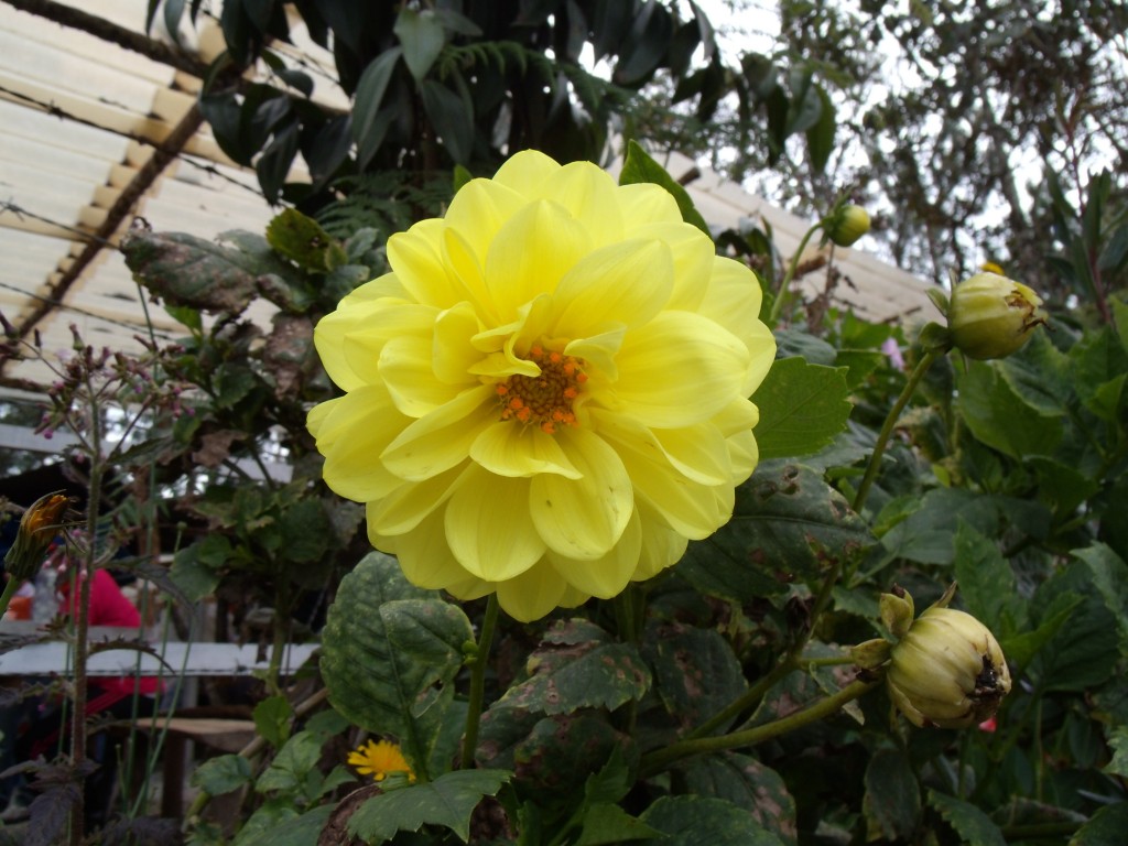 Foto: Flores en Sta elena - Santa Elena (Antioquia), Colombia