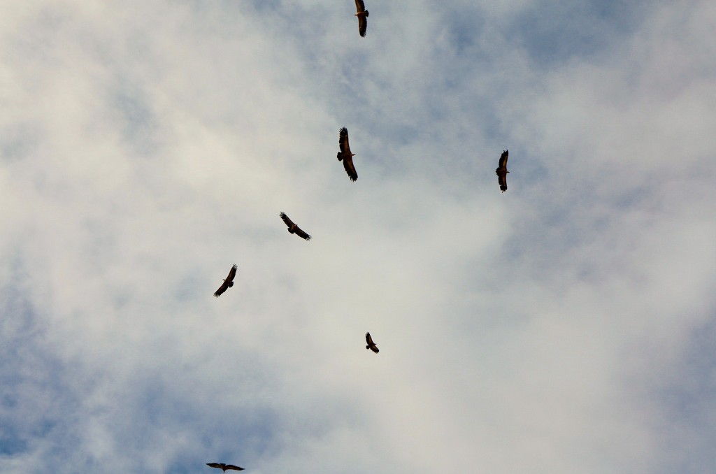 Foto: Buitres sobrevolando el pueblo - Luna (Zaragoza), España