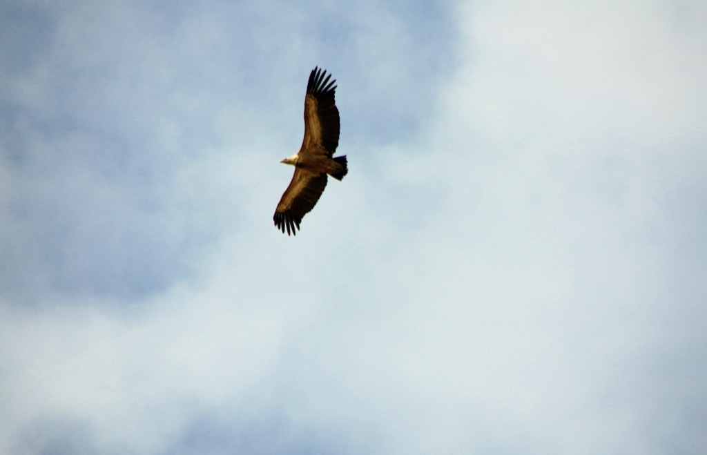 Foto: Buitre sobrevolando el pueblo - Luna (Zaragoza), España