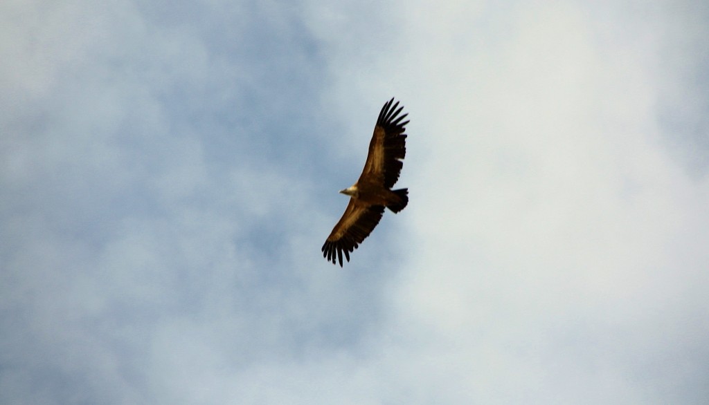 Foto: Buitre sobrevolando el pueblo - Luna (Zaragoza), España