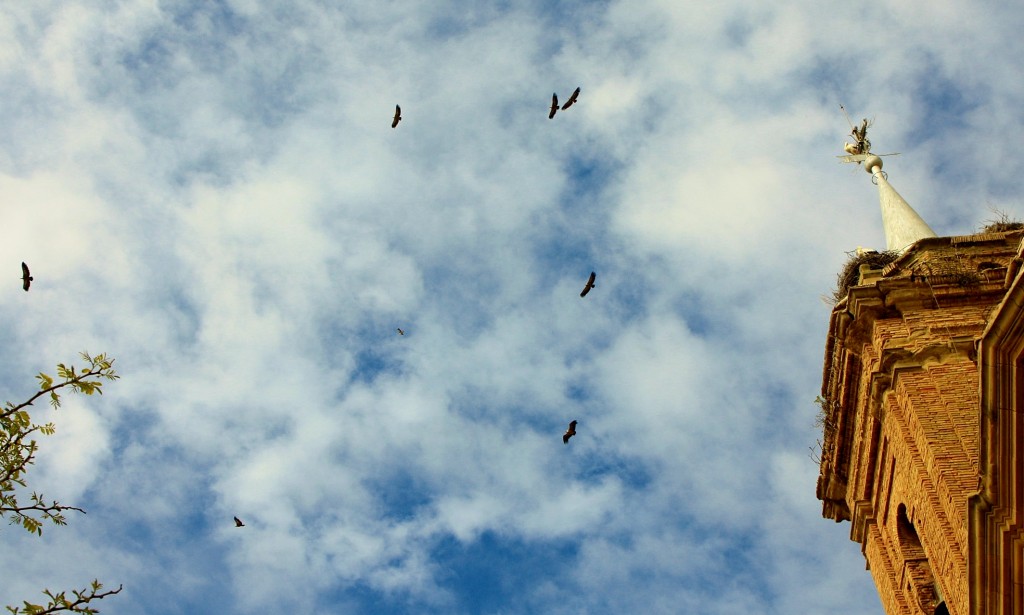 Foto: Buitres sobrevolando el pueblo - Luna (Zaragoza), España