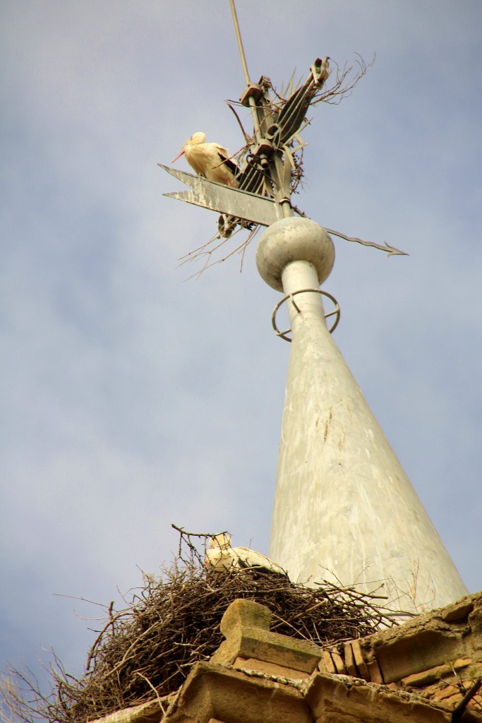 Foto: Cigüeñas - Luna (Zaragoza), España