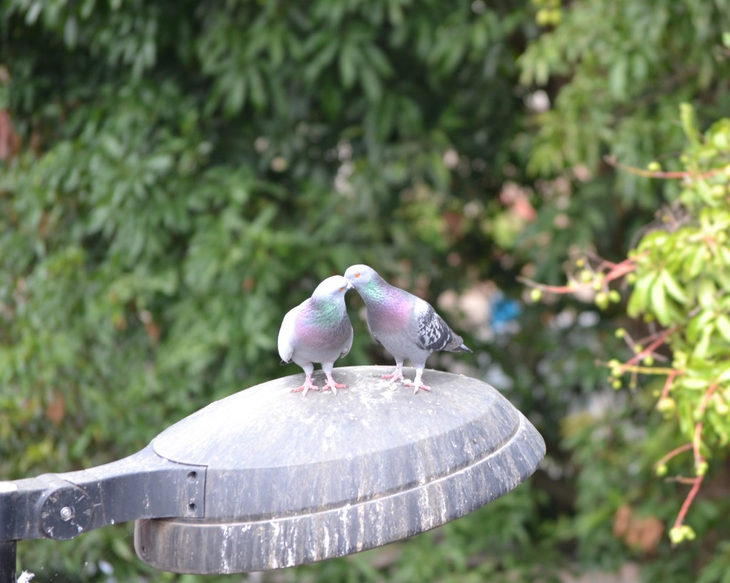 Foto de Alajuela, Costa Rica