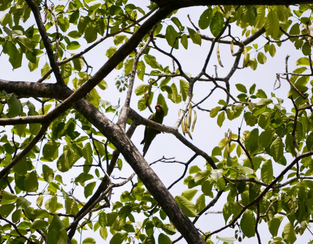 Foto: PERICOS - Alajuela, Costa Rica