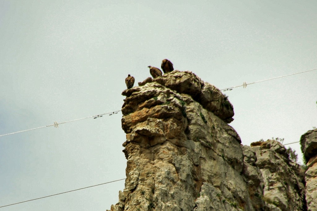 Foto: Foz de Lumbier - Lumbier (Navarra), España