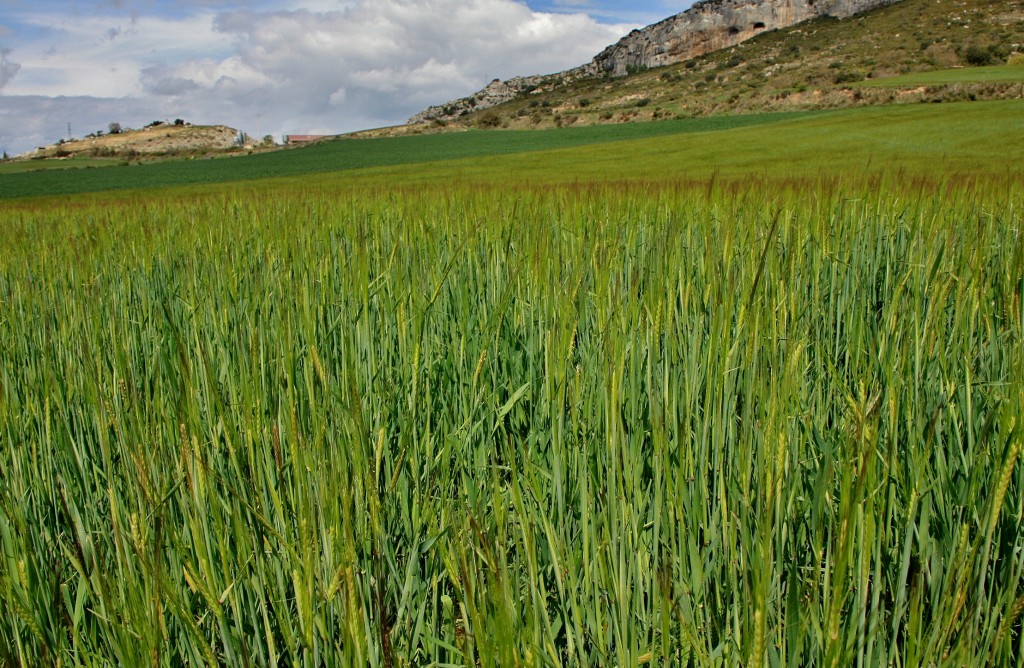 Foto: Foz de Lumbier - Lumbier (Navarra), España