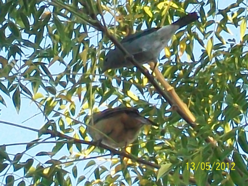 Foto: Callesitas - Pirané (Formosa), Argentina