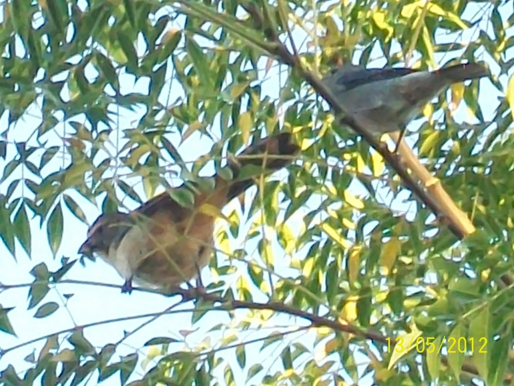 Foto: Aves - Pirané (Formosa), Argentina