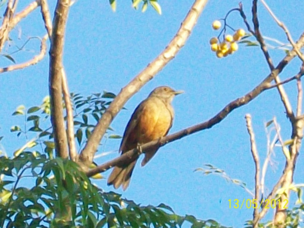 Foto: Aves - Pirané (Formosa), Argentina