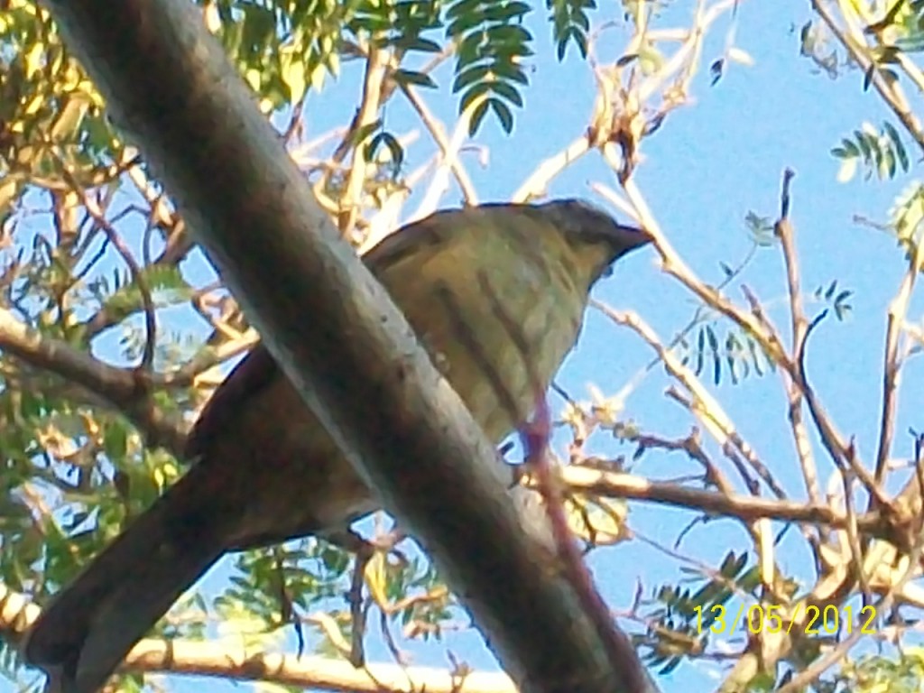 Foto: Aves - Pirané, Argentina