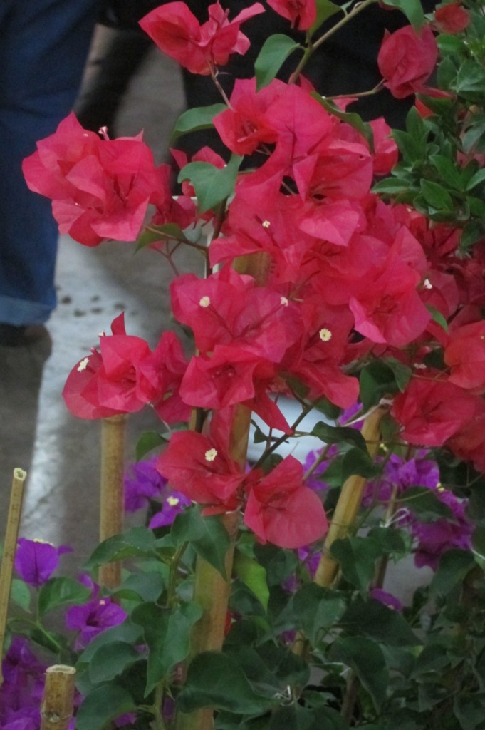 Foto: Buenos Aires en Flor: 2da. Exposición - Ciudad de Buenos Aires (Buenos Aires), Argentina